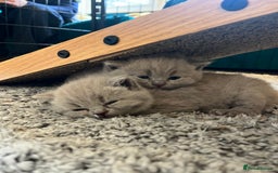 British Shorthair cats for sale: 4 beautiful lilac and blue kittens. - Advert 23