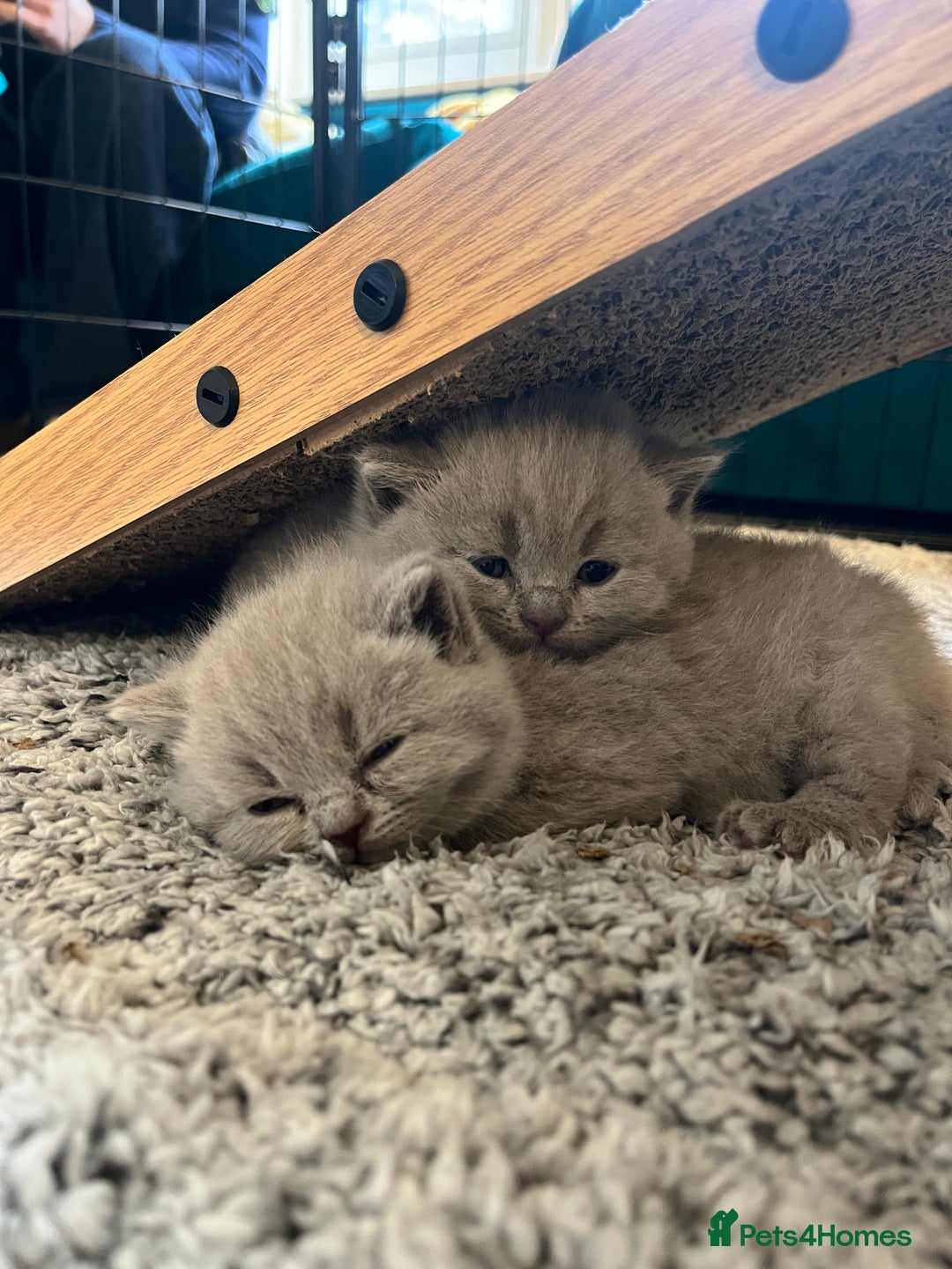 British Shorthair cats for sale: 4 beautiful lilac and blue kittens. - Advert 23