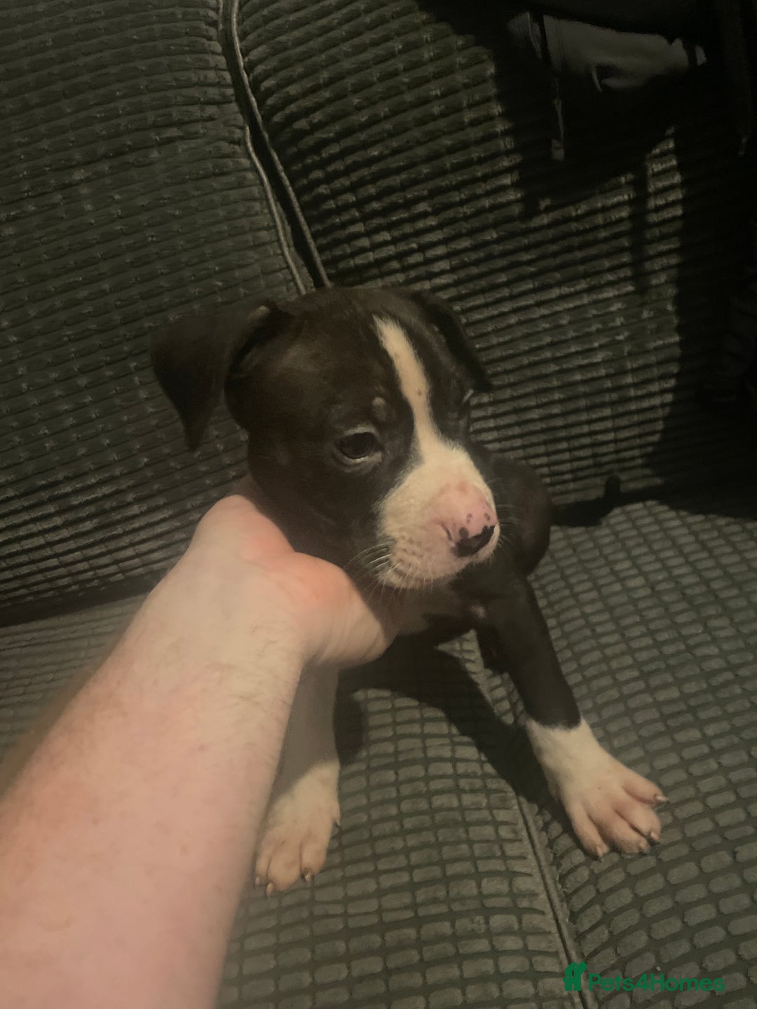 Staffordshire Bull Terrier dogs for sale: Staffordshire bull terrier - Advert 3