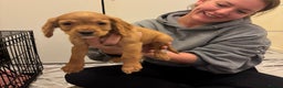 Cocker Spaniel dogs for sale: Cocker Spaniel Puppy *READY FOR HOMES NOW* - Advert 3