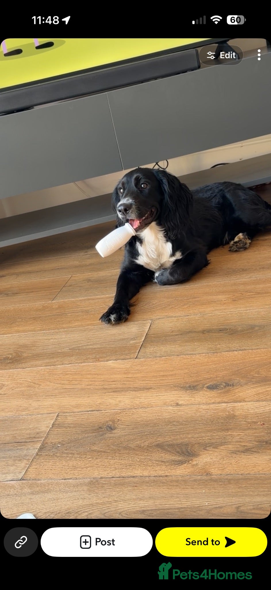 Sprocker dogs Sprocker spaniel - Advert 8