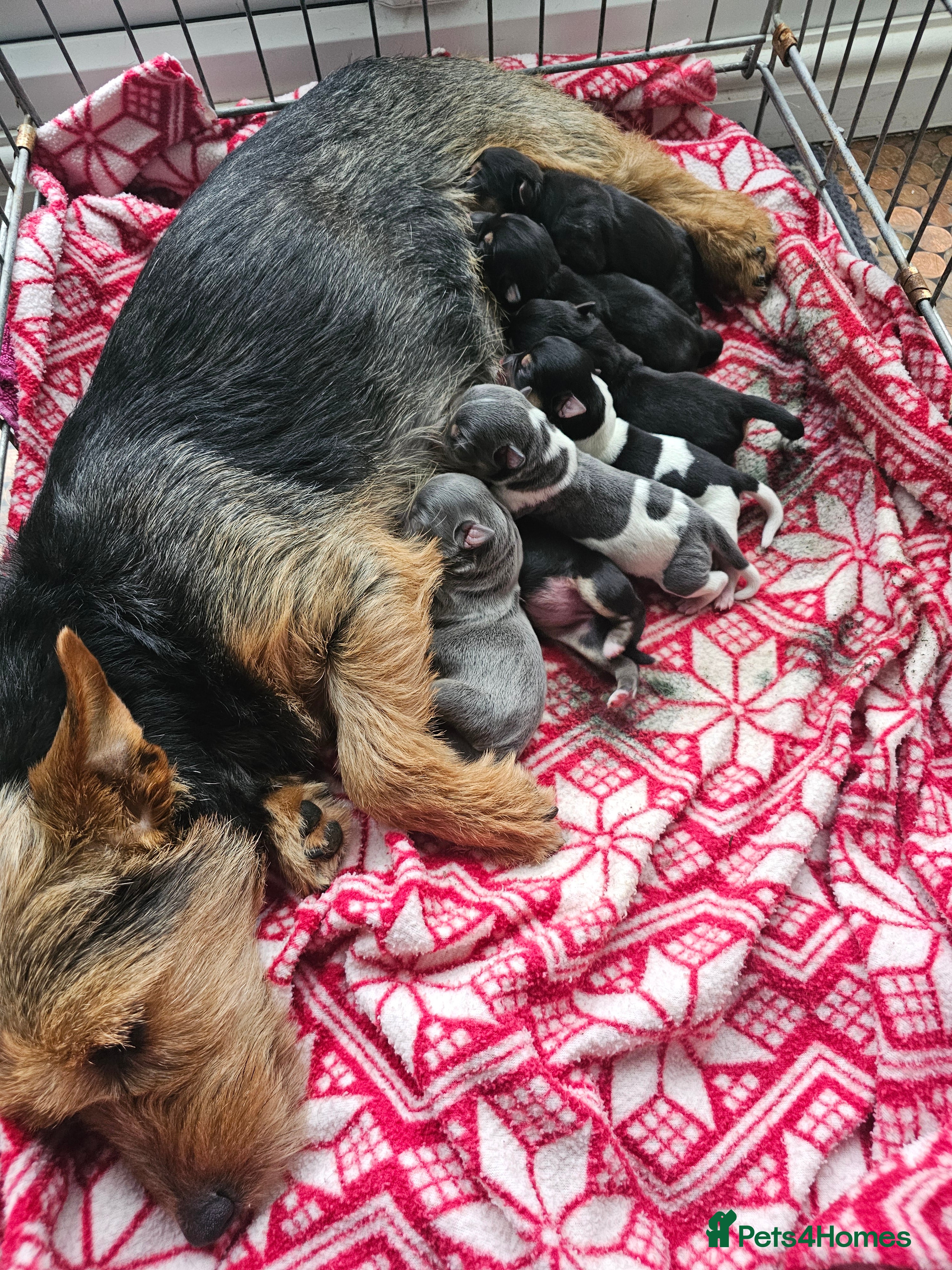 Jack Russell dogs 7 jack Russell puppies - Advert 7