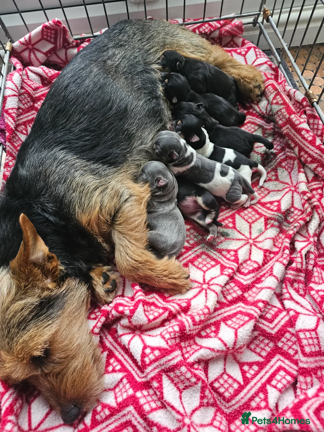 Jack Russell dogs for sale: 7 jack Russell puppies - Advert 10