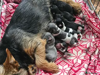 Jack Russell dogs 7 jack Russell puppies - Advert 7