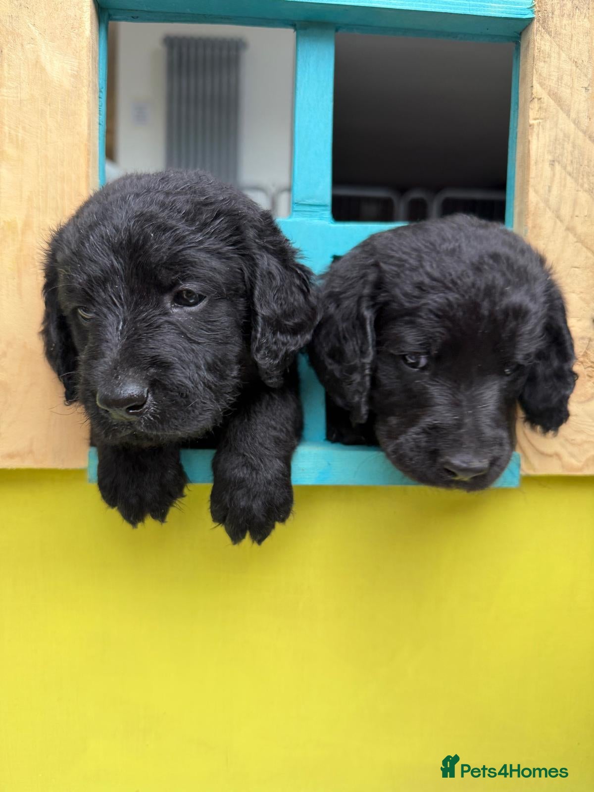 Labradoodle dogs Labradoodle Puppies - Advert 1