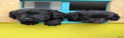 Labradoodle dogs for sale: Labradoodle Puppies - Advert 1