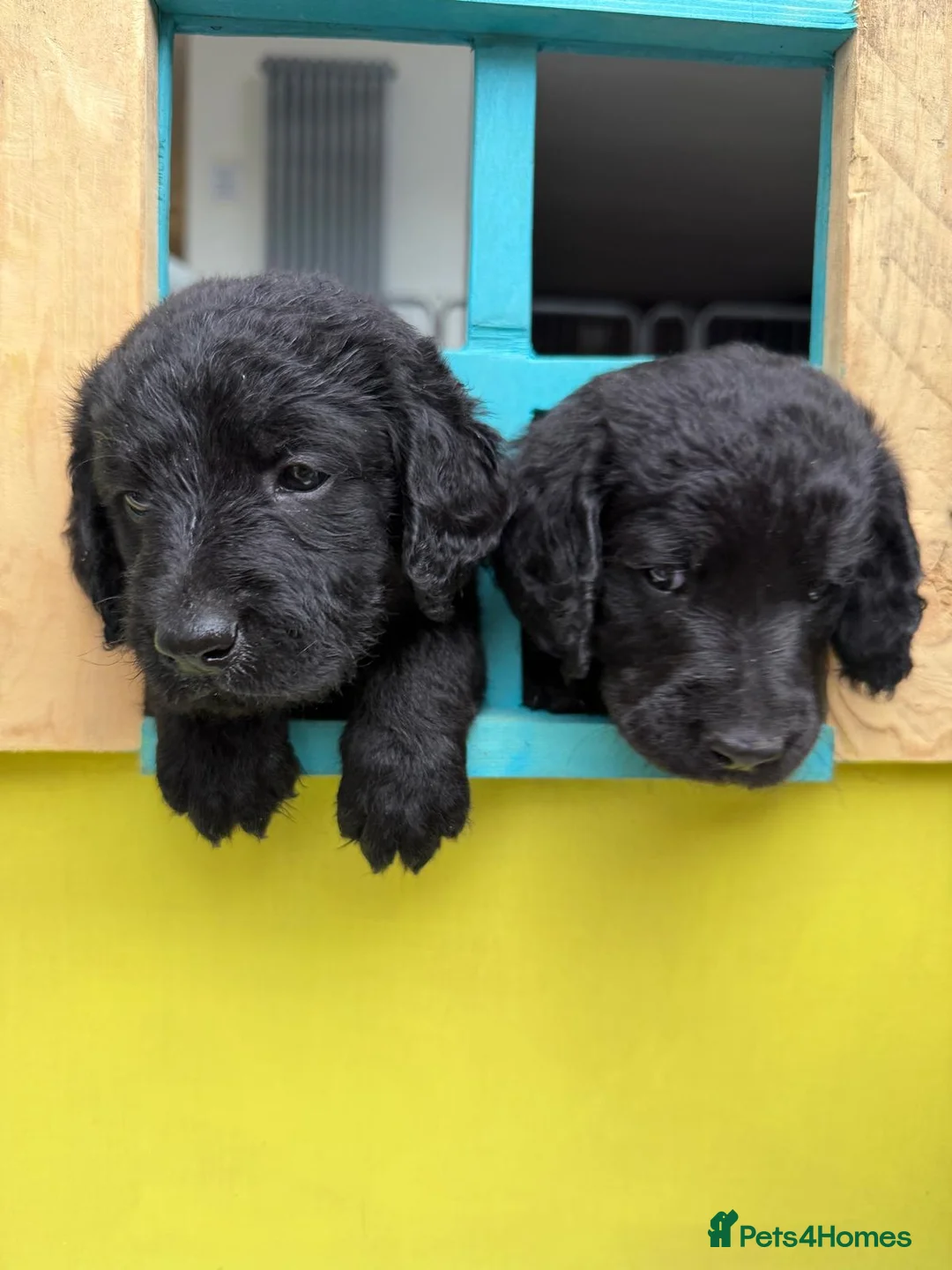 Labradoodle dogs for sale: Labradoodle Puppies - Advert 1