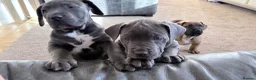 Boerboel dogs for sale: STUNNING NABBR REGISTERED GIRLS.  - Advert 9