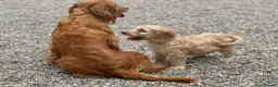 Cockapoo dogs for sale: Stunning Standard Cockapoos  - Advert 4
