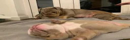 English Bulldog dogs for sale: Lilac Tri English Bulldog Puppies  - Advert 15