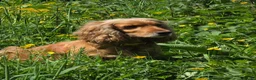 Cocker Spaniel dogs for sale: Beautiful cocker spaniel puppies - Advert 6