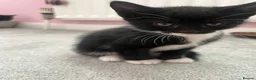 Mixed Breed cats for sale: 5 beautiful kittens forsale - Advert 13