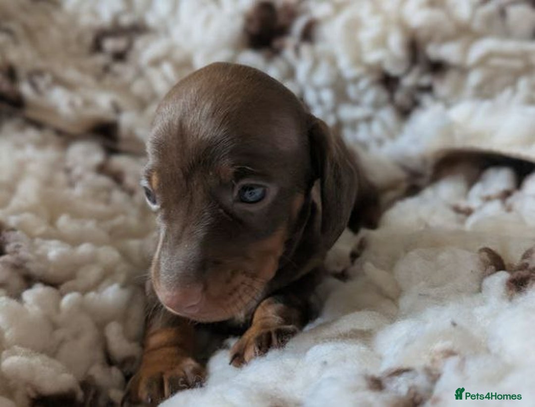 Miniature Dachshund dogs for sale: Adorable  Miniature Dachshund Puppies - Image 5