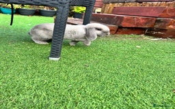 Beveren rabbits for sale: Two lovely rabbits looking for a new home  - Image 5