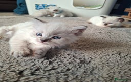 Ragdoll cats for sale: Stunning Ragdoll Kittens - Advert 9
