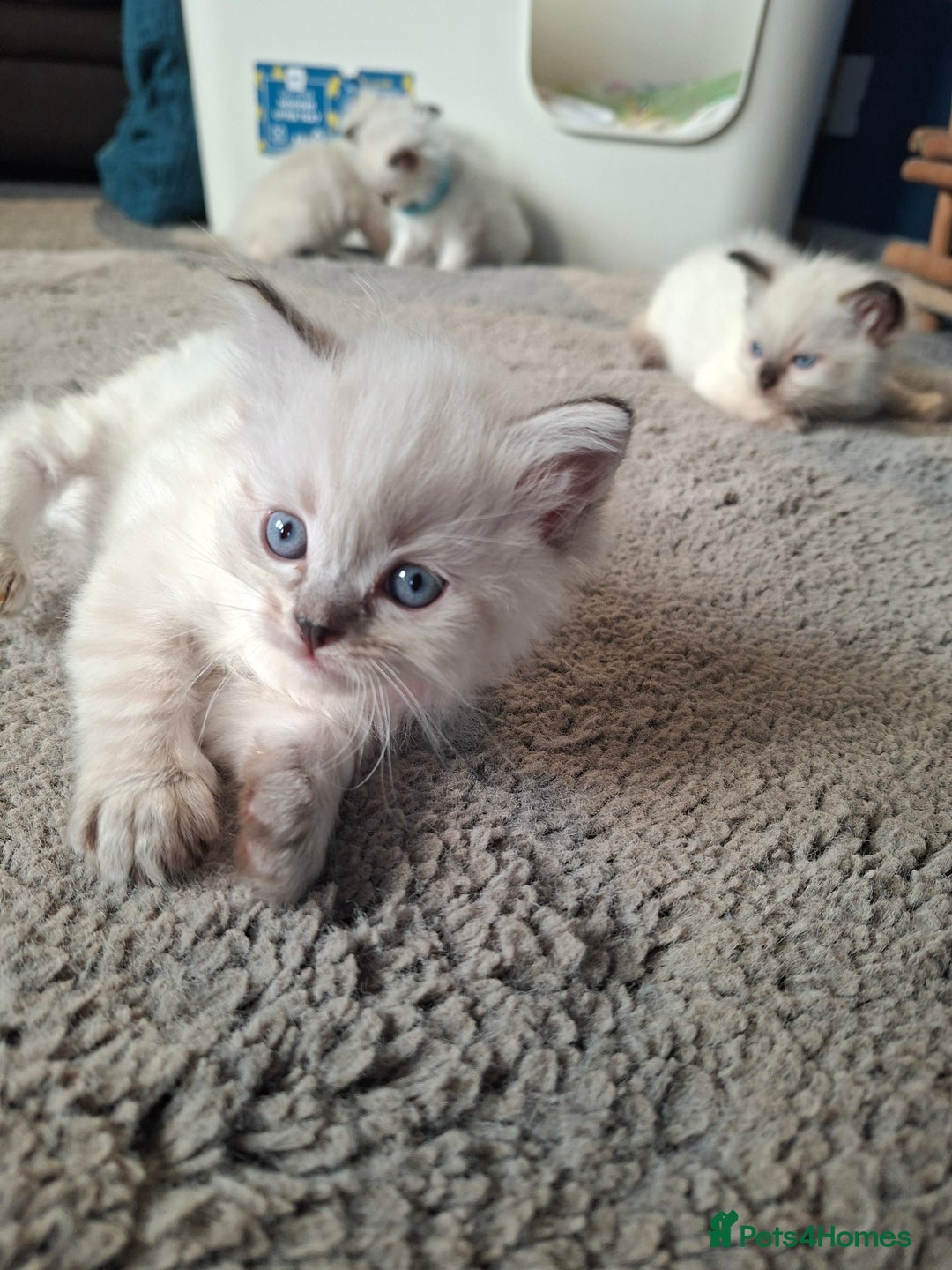 Ragdoll cats for sale: Stunning Ragdoll Kittens - Advert 9