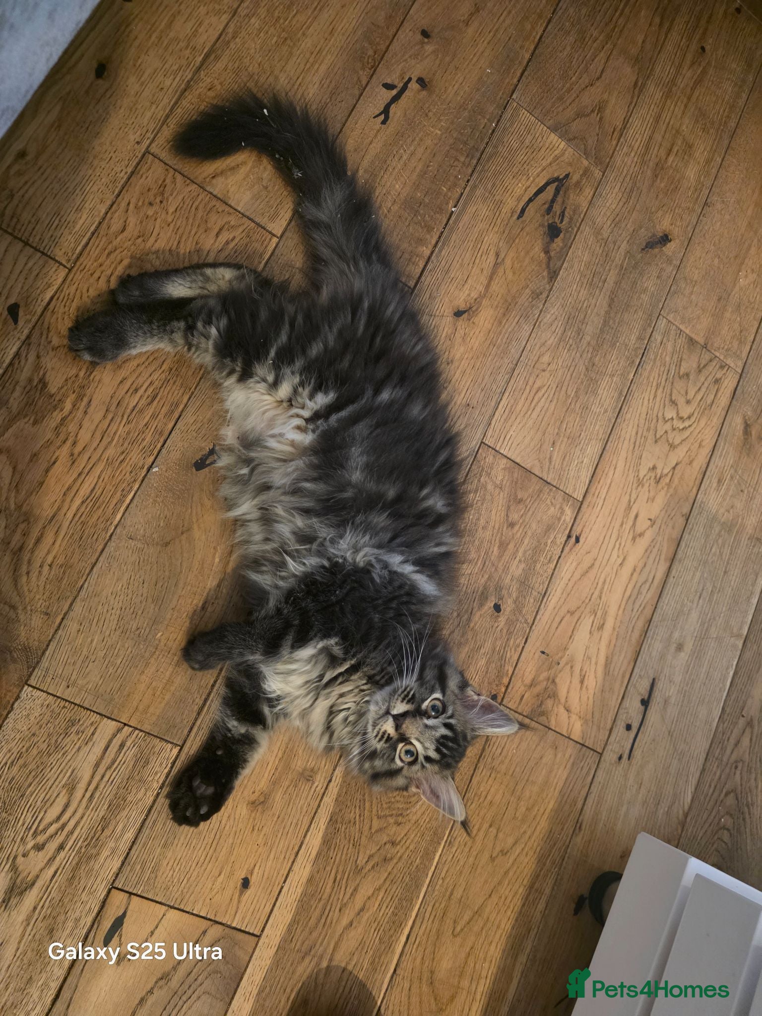 Maine Coon cats Ready now Stunning pure maine coons 1b 1g  - Advert 9