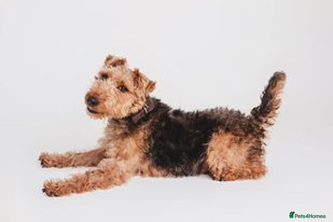 Welsh Terrier dogs for sale: Beautiful Champion Lines KC Welsh Terrier Puppies - Image 28