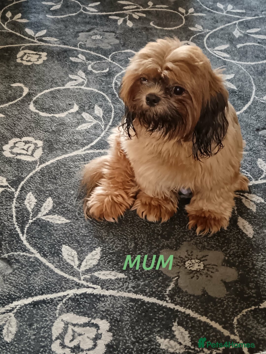 Shih Tzu dogs for sale: 6 Beautiful puppies - Advert 8