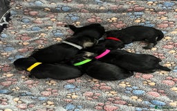 Miniature Schnauzer dogs for sale: Beautiful KC miniature Schnauzers  - Advert 15