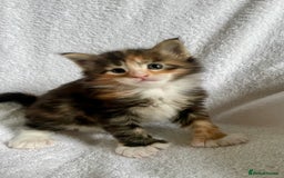 Maine Coon cats for sale: Mainecoon kittens Polydactyl/non polydactyl  - Image 1
