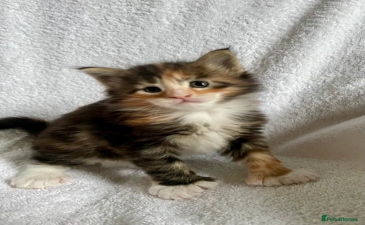 Maine Coon cats - Advert 2