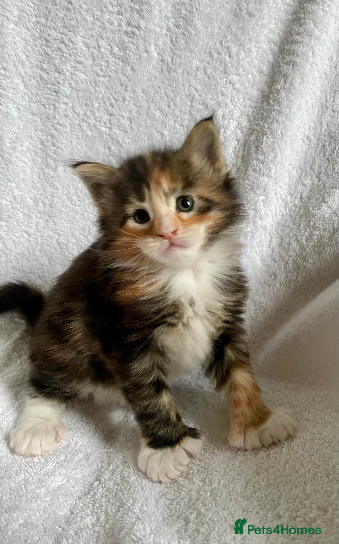Maine Coon cats for sale: Mainecoon kittens Polydactyl/non polydactyl  - Image 1