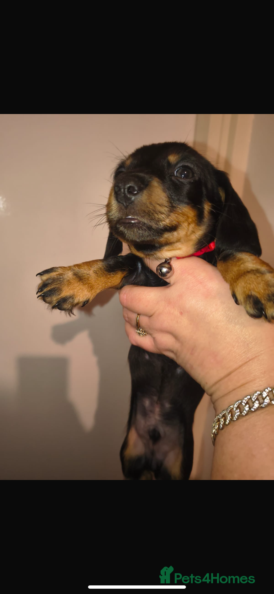 Dachshund dogs for sale: 6 miniature dauchund puppies for sale  - Advert 6