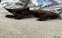 Mixed Breed cats for sale: Kittens for sale  - Image 3