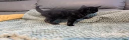 Mixed Breed cats for sale: Adorable kittens looking for forever home  in Pershore - Advert 24