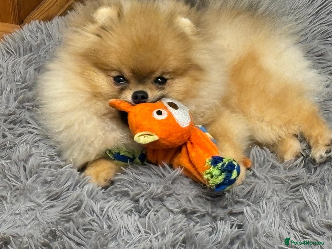 Pomeranian dogs for sale: Two 8 week old Pomeranian puppies  - Advert 15