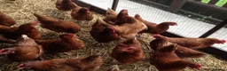 Hens poultry for sale: Point of lay fully vaccinated hybrid hens isa  - Advert 3