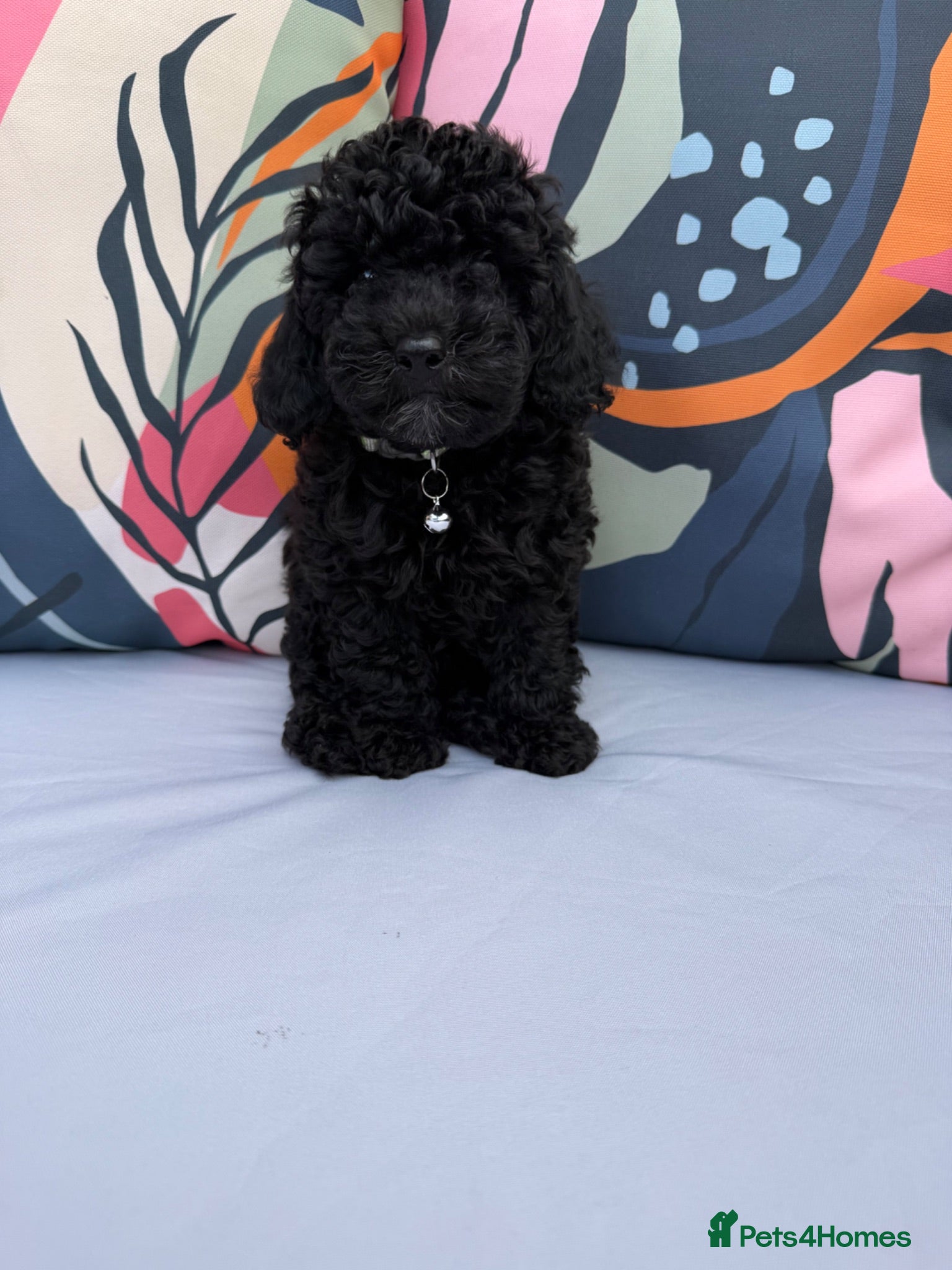 Cockapoo dogs LAST ONE READY NOW DNA & Health Tested Parents - Advert 2