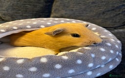 Guinea Pig rodents for sale: Three female guinea pigs  - Image 3