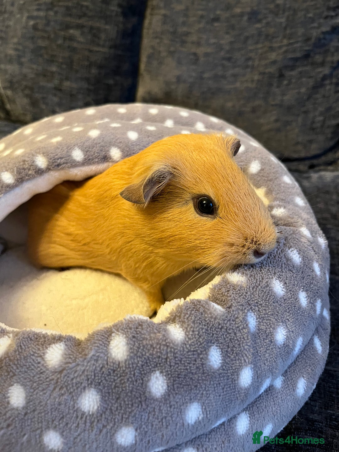 Guinea Pig rodents for sale: Three female guinea pigs  - Image 3