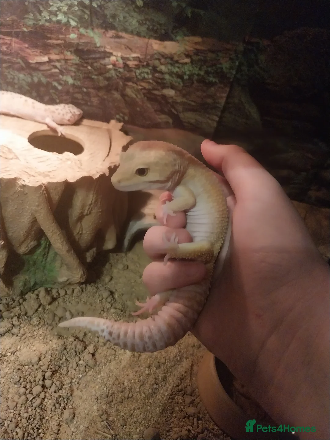 Leopard Gecko reptiles for sale: 3 leopard gecko full setup - Advert 6