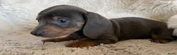 Dachshund dogs for sale: Gorgeous dachshund puppies deposit secure  - Advert 10