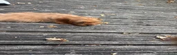 Cavapoo dogs for sale: Toy Cavapoo puppies- available 1 boy and 1 girl. - Advert 9