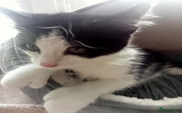Domestic Shorthair cats for sale: Female kitten 17 weeks has thumbs - Image 1