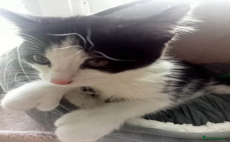 Domestic Shorthair cats - Advert 1