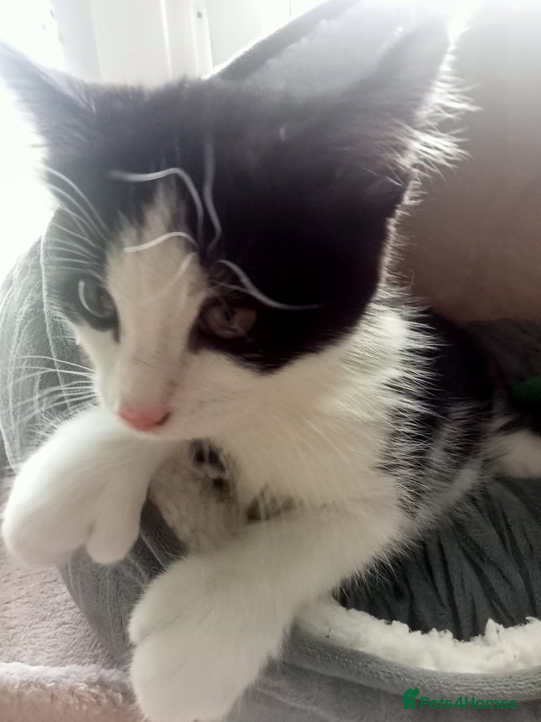 Domestic Shorthair cats for sale: Female kitten 17 weeks has thumbs - Image 1