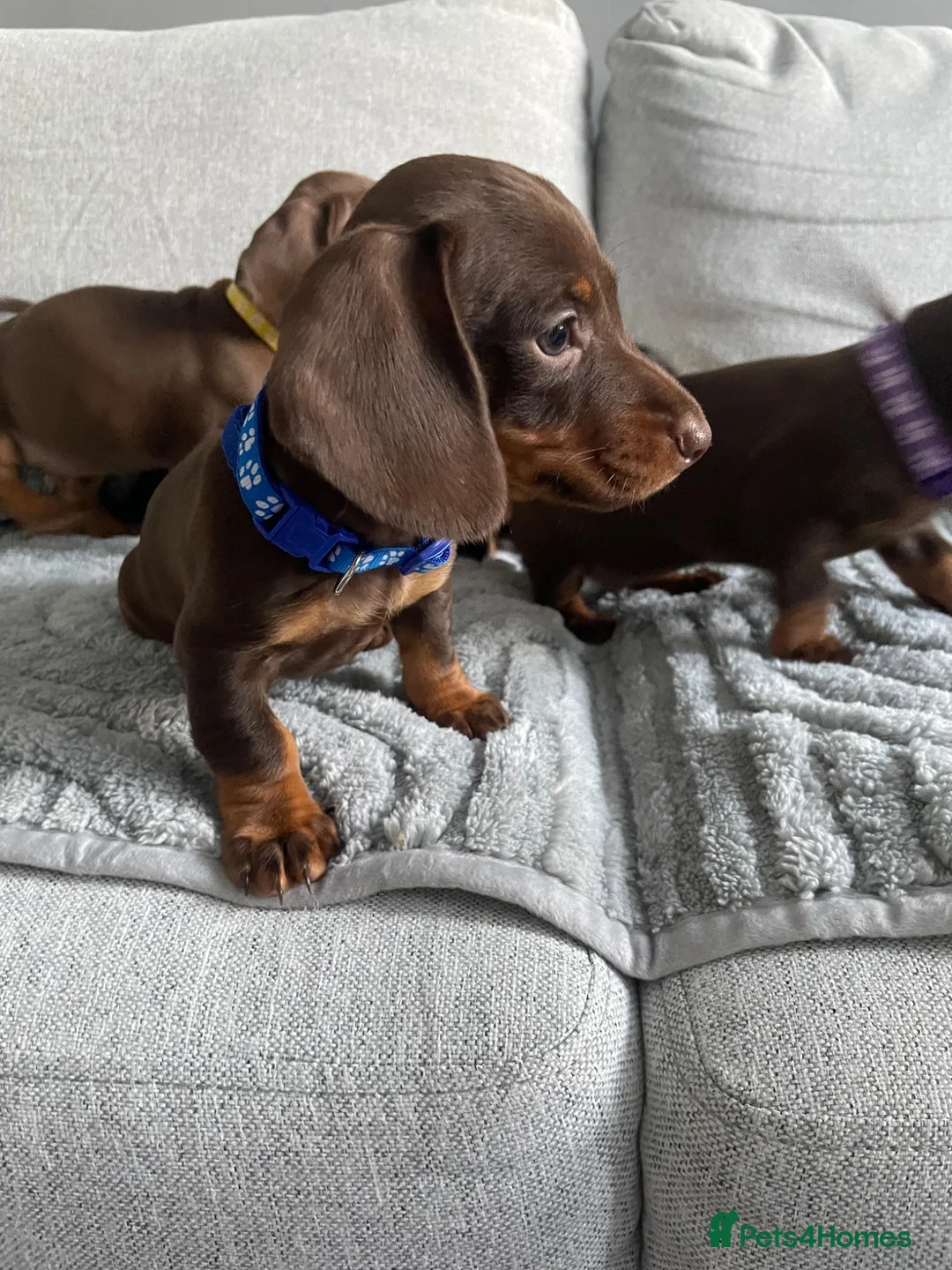 Dachshund dogs for sale: Mini Dachshunds puppies for sale  in Thornton Heath - Advert 2