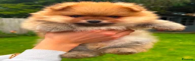 Pomeranian Puppy 1