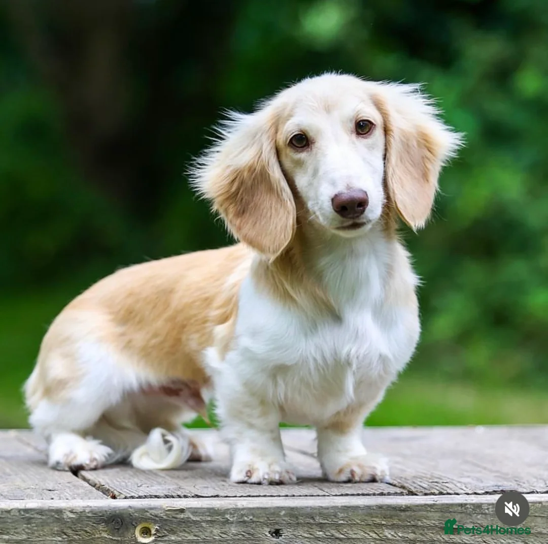 Miniature Dachshund dogs for sale: 3 stunning female miniature dachshunds in Nottingham - Advert 13
