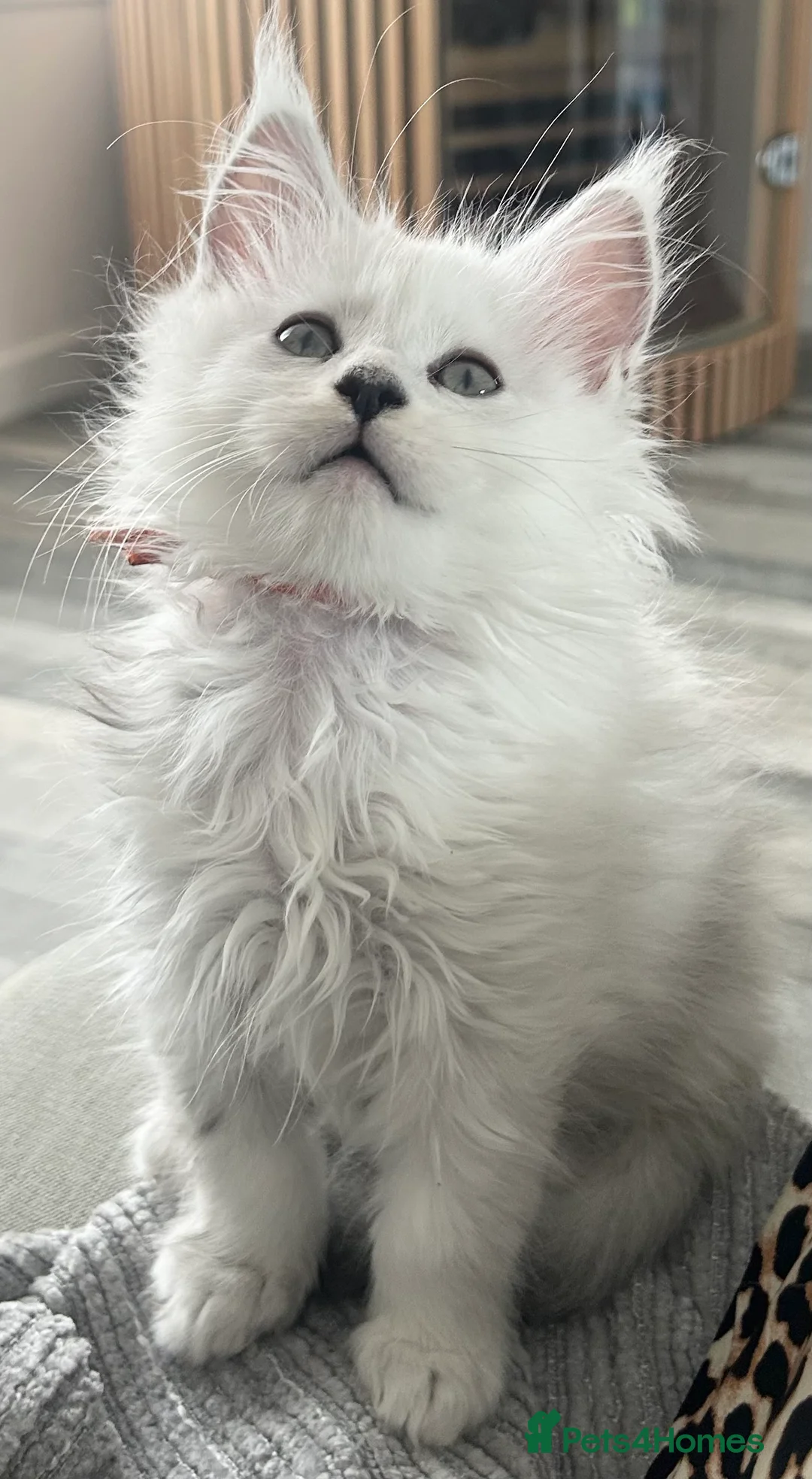 Maine Coon cats for sale: Maine Coon kittens READY TO LEAVE/3girls left - Advert 39