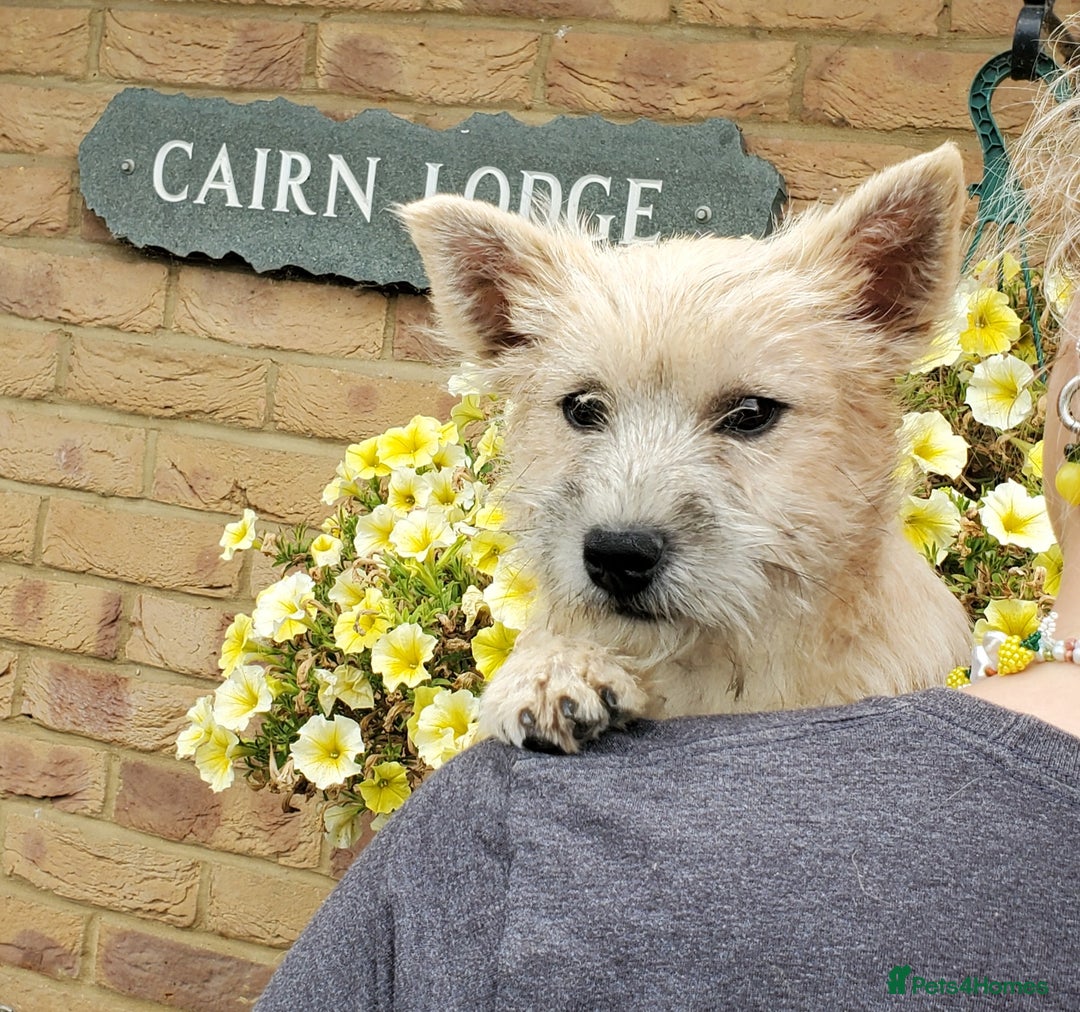 Cairn Terrier dogs for sale: Brother & Sister Looking for Loving Homes - Image 4