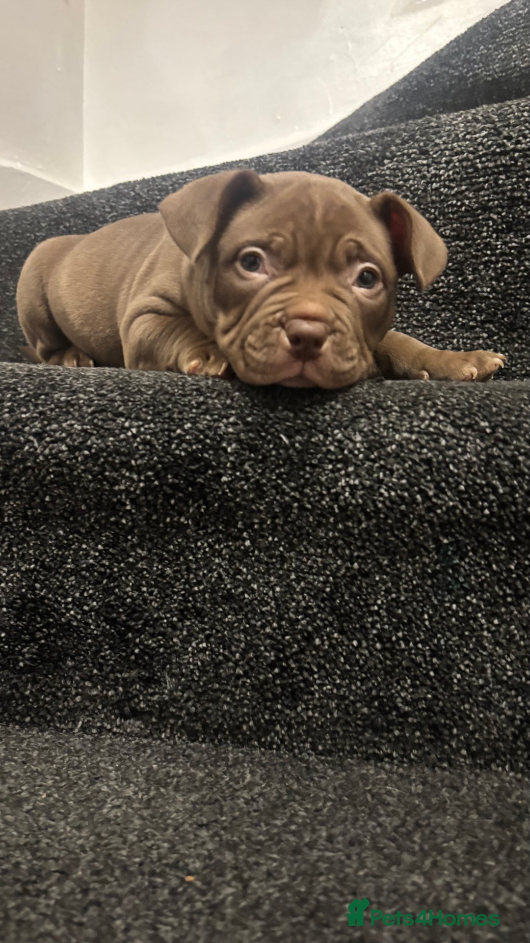 American Bully dogs for sale: Pocket bully pups ready too leave 11th dec - Advert 3