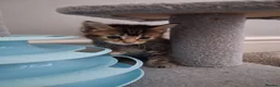 Maine Coon cats for sale: ***Beautiful mainecoon cross kittens***  - Advert 3