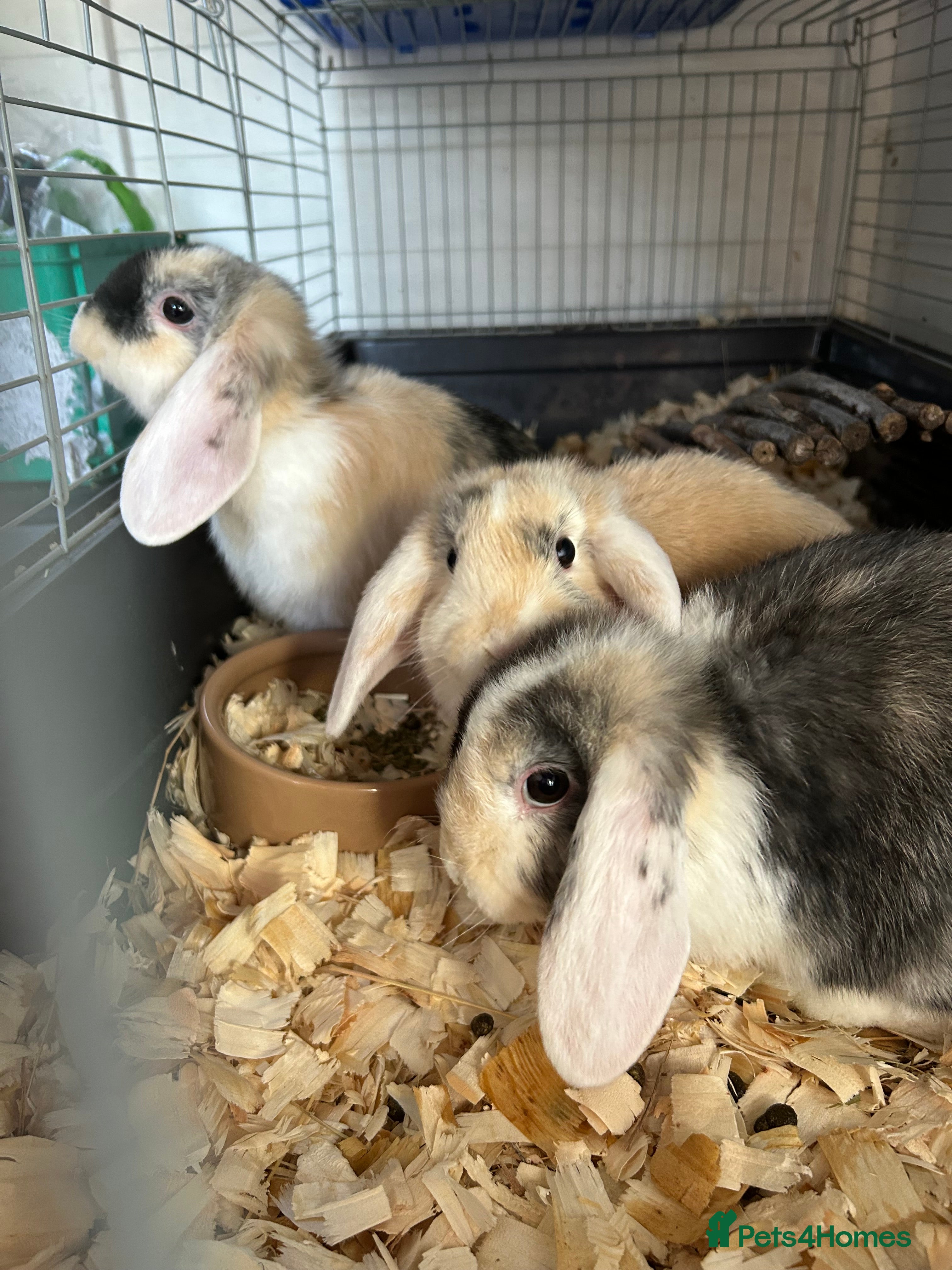 Mini Lop rabbits Mini lops  - Advert 17