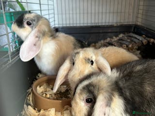 Mini Lop rabbits Mini lops - Advert 18